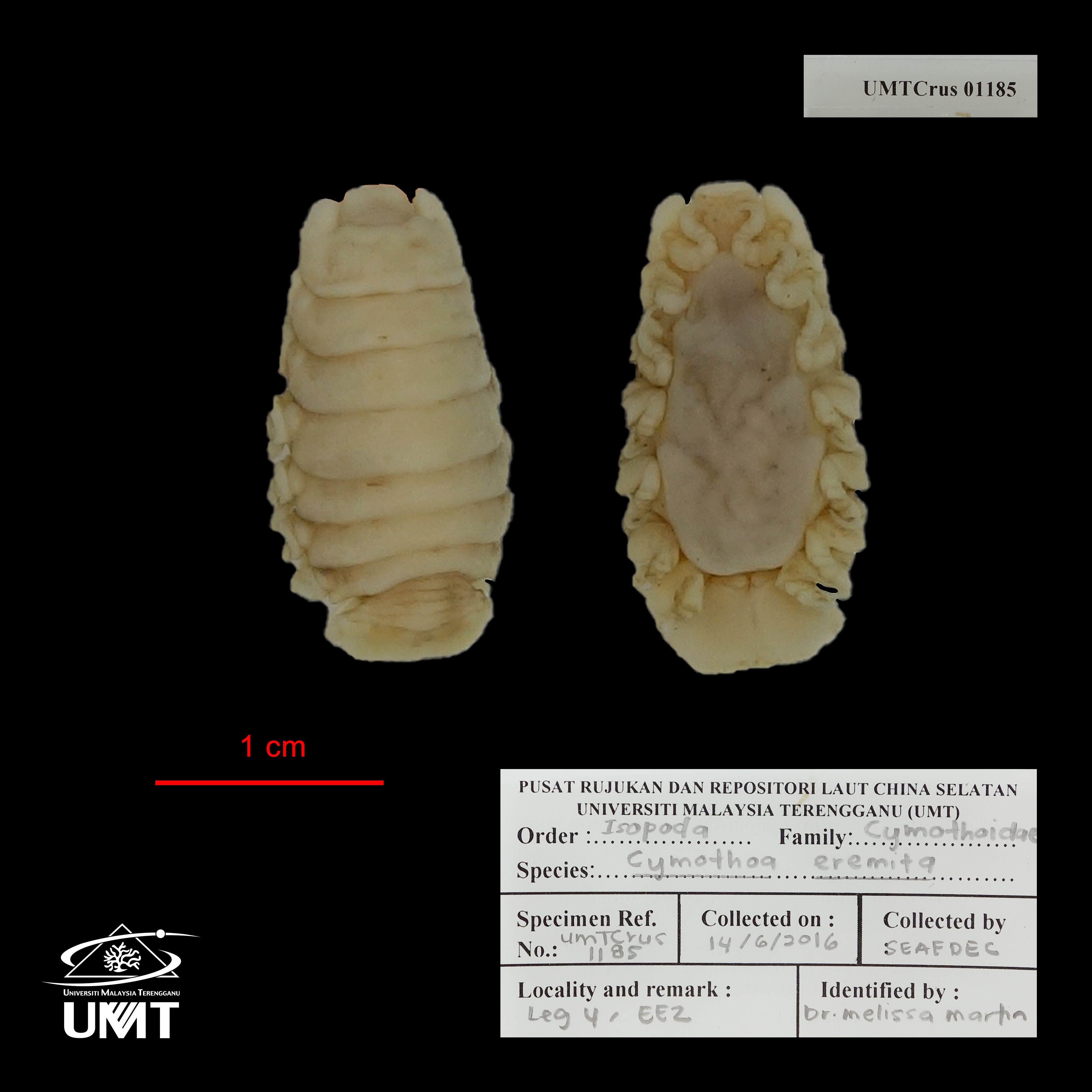 Specimen image